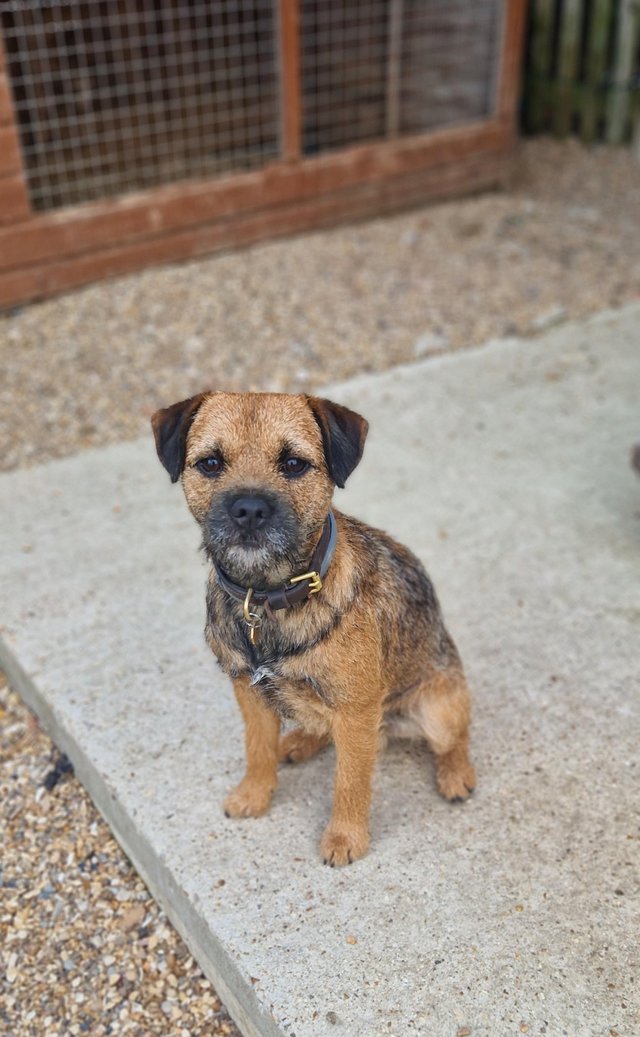 Preview of the first image of K.C Registered Border Terrier stud. Fully health screened..