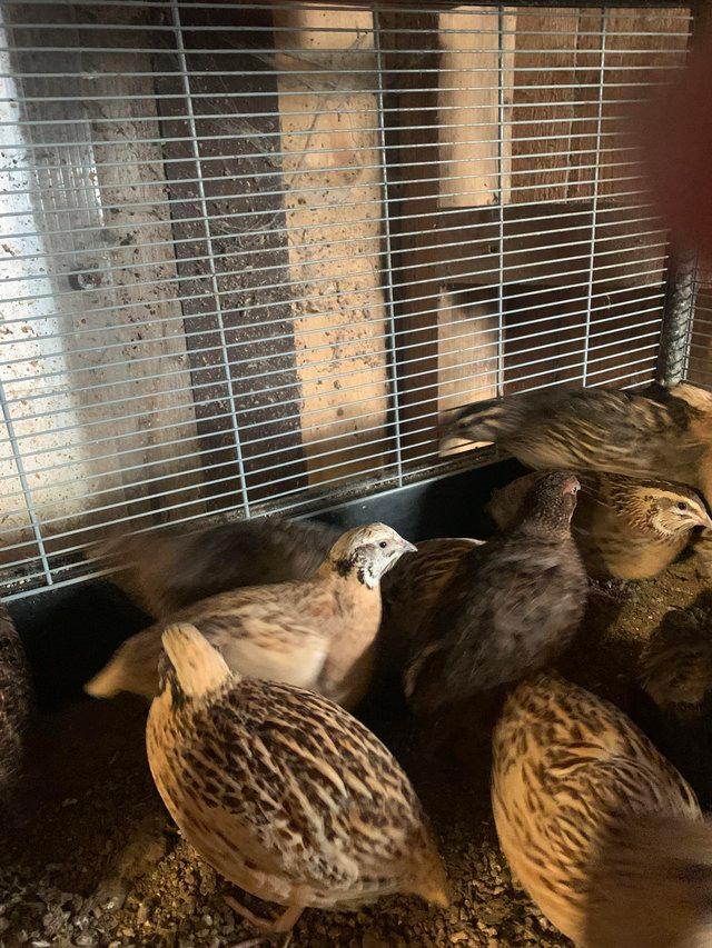 Preview of the first image of Male Coturnix Quail for sale in Bolton.