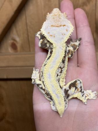 Image 4 of Male Lilly white crested gecko