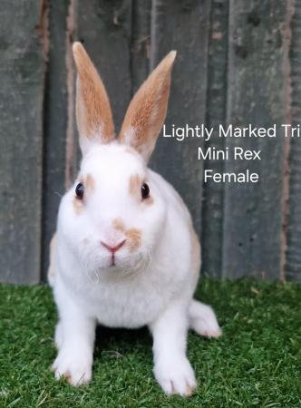 Image 2 of Young Lightly Marked Tri Mini Rex Female