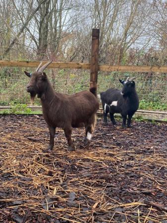 Image 2 of Pygmy Goats For Sale Only Males Left!