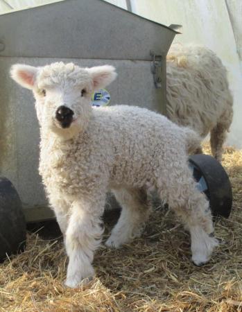 Image 1 of Greyface Dartmoor Ewes and Lambs