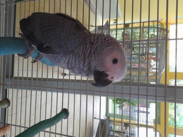Image 5 of African Grey Baby Hand Reared