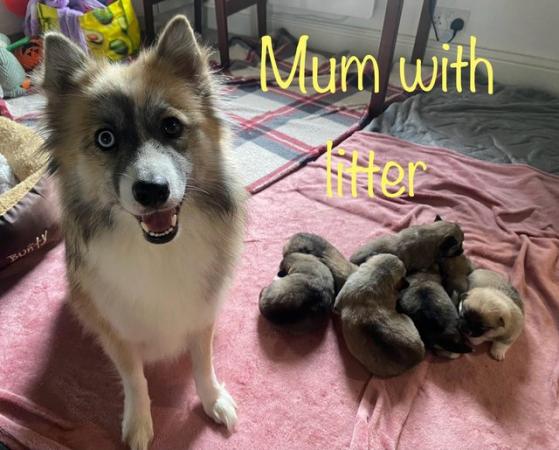 Image 1 of F2 Pomsky puppies for sale