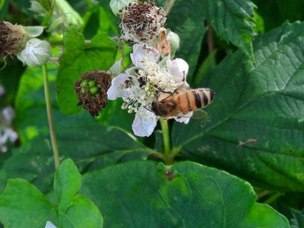 Image 3 of Local Honey from Salisbury Plain