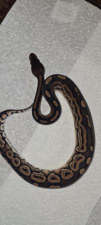 Image 10 of Royal /ball pythons available and male and female boas