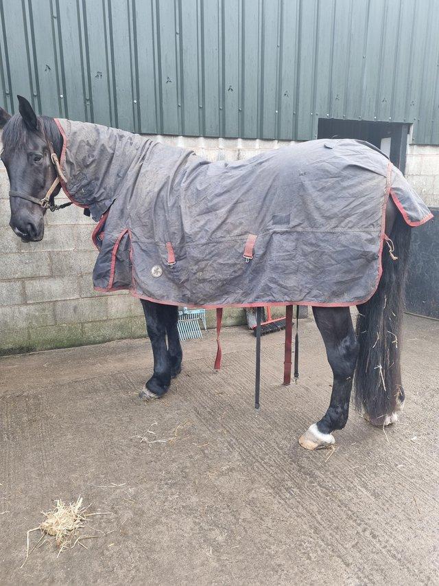 Preview of the first image of 7ft Derby House medium weight full neck turn out rug.