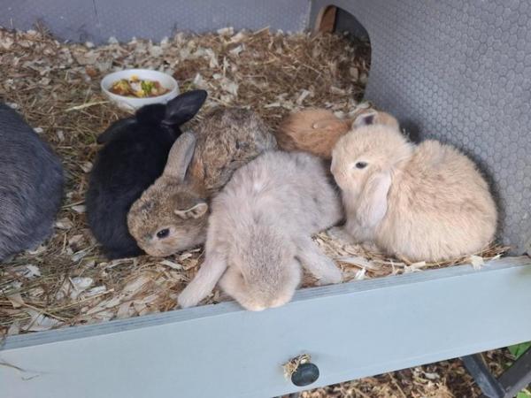 Image 8 of Gorgeous Pure Bred Baby Mini Lop Rabbits For Sale. £60 each