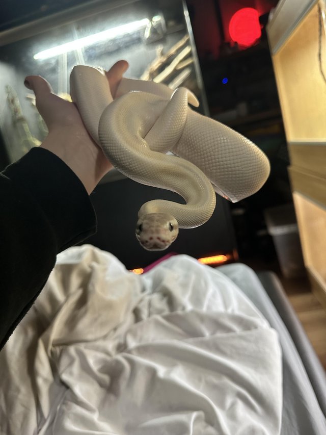 Preview of the first image of Mojave lesser royal python.
