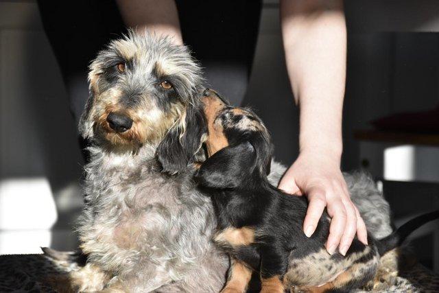 Image 5 of They're ready to leave - Outstanding dachshund litter