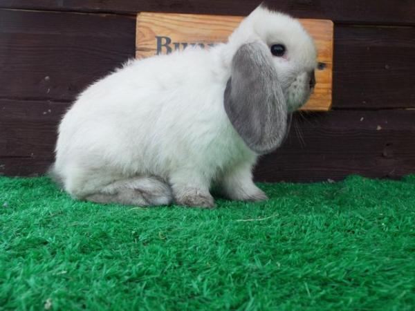 Image 4 of Miniature Lop Baby Rabbits available now