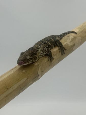 Image 6 of Leachianus Geckos for sale