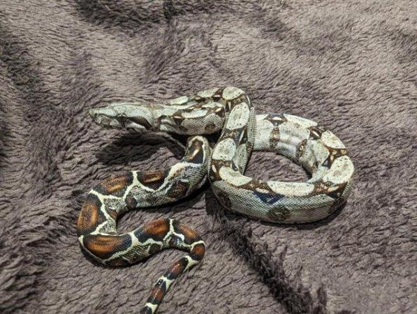 Image 6 of Baby Boa Constrictor Imperator