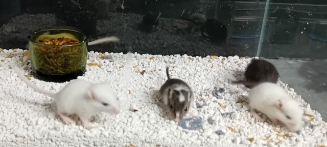 Image 5 of Baby Gerbils males and females