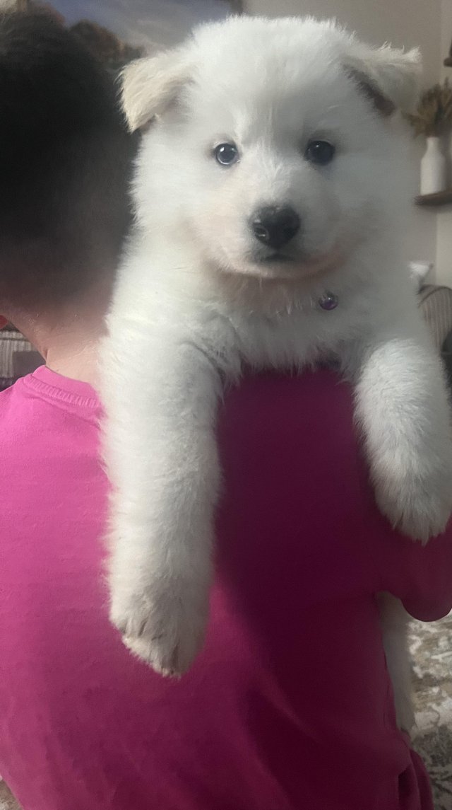 Preview of the first image of KC registered White Swiss Shepherd puppies.