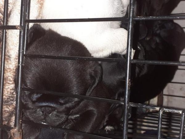Image 16 of Stunning pug puppies5 weeks old