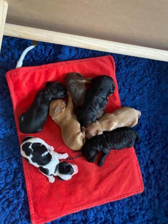 Image 5 of Cockapoo Puppies Available 3rd July