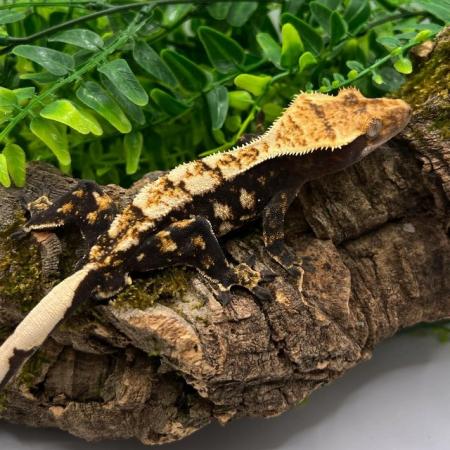 Image 2 of High End - High Contrast Jet Black Male Crested Gecko
