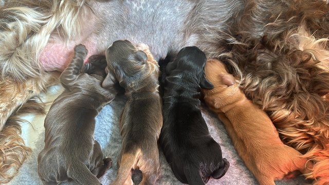 Image 2 of Show Cocker Spaniel Puppies READY TO GO 5th July DNA CLEAR