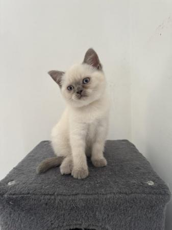 Image 1 of British shorthair colourpoint lilac kittens