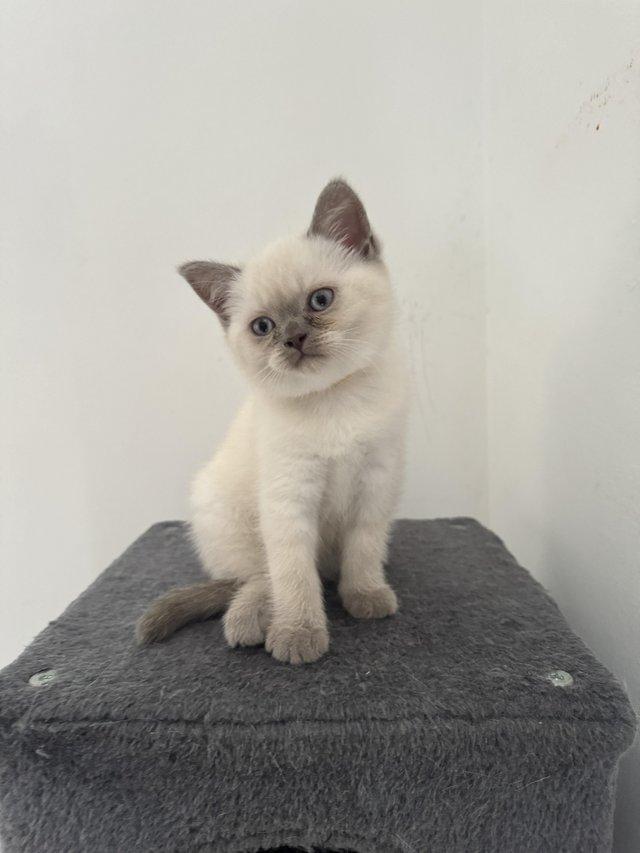 Preview of the first image of British shorthair colourpoint lilac kittens.