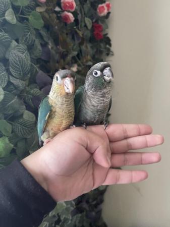 Image 4 of Super Cuddly Tame Baby Conures Ready Now!!