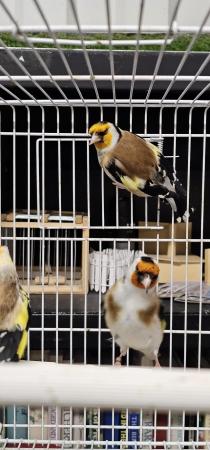 Image 2 of Mutation siberian goldfinches split pied white nails