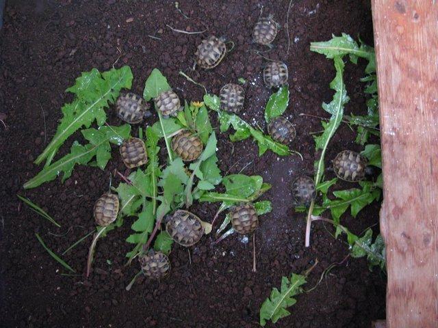 Preview of the first image of Baby Spur-thigh Tortoises for sale.