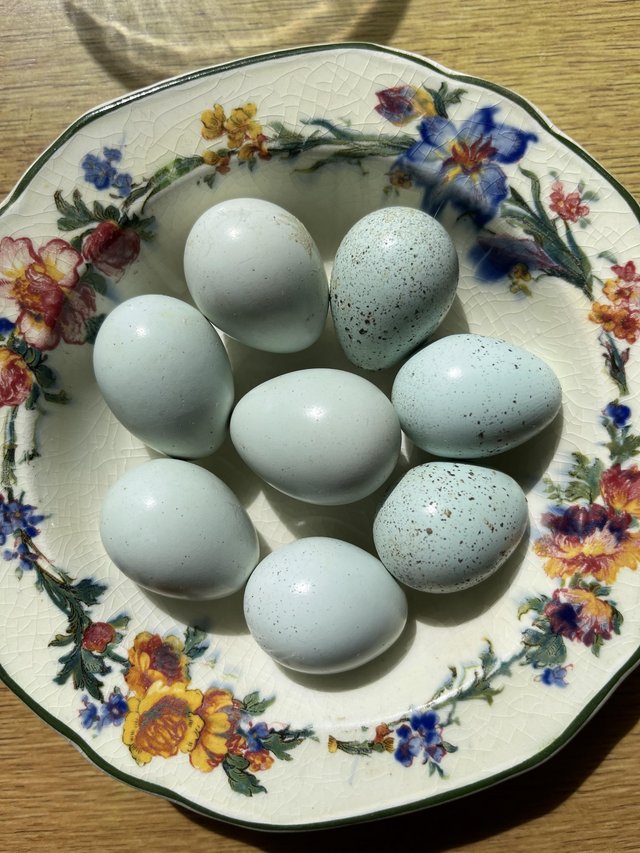 Preview of the first image of Celadon Coturnix quail hatching eggs x12.