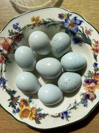 Image 1 of Celadon Coturnix quail hatching eggs x12