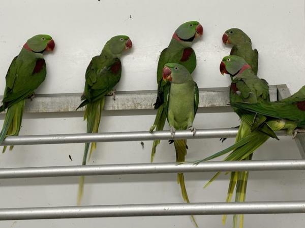 Image 4 of Adult Alexandrine available
