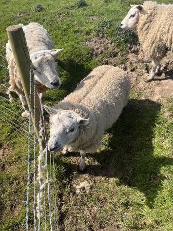Image 1 of Sheep for sale(1 Tup,1 wether)