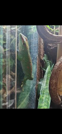 Image 3 of Phelsuma Grandis Male High Red with floppy tail syndrome.