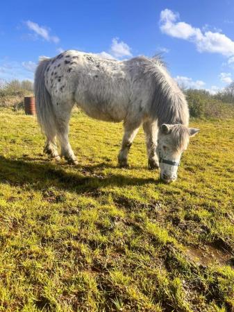 Image 5 of Easy 10hh Spotted Mare - Lead Rein Pony, Therapet, Companion