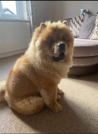 Image 4 of 3yr old chow chow male dog for sale