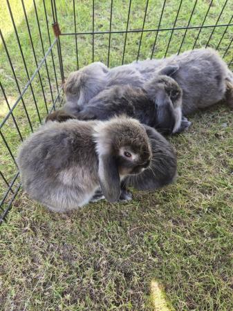 Image 4 of Mini Lop Rabbits fo sale ready to leave now