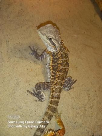 Image 5 of Baby bearded dragons for sale