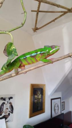 Image 4 of Rehoming adult panther chameleon