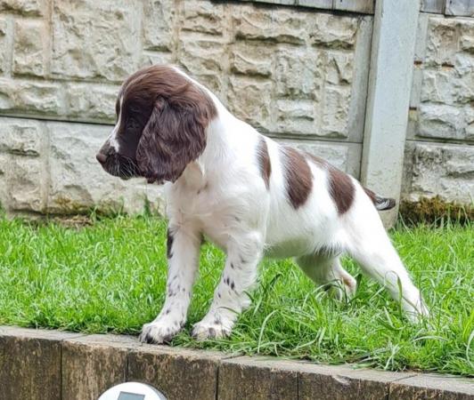 Image 6 of Cocker spaniels pups *READY NOW*