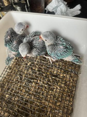 Image 4 of Hand reared Indian ringneck babies