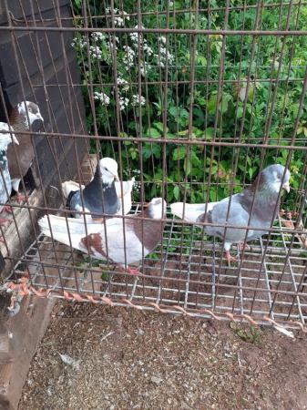 Image 7 of Birmingham roller pigeons 2023 bred
