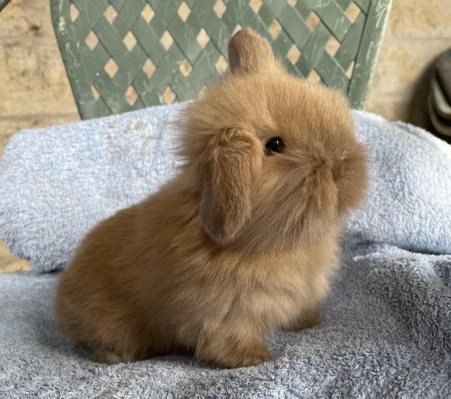 Preview of the first image of Baby buck Mini lion lop looking for his forever home.
