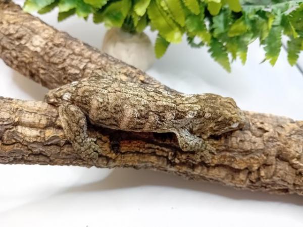 Image 5 of Gorgeous baby freidel line leachie gecko for sale!!!