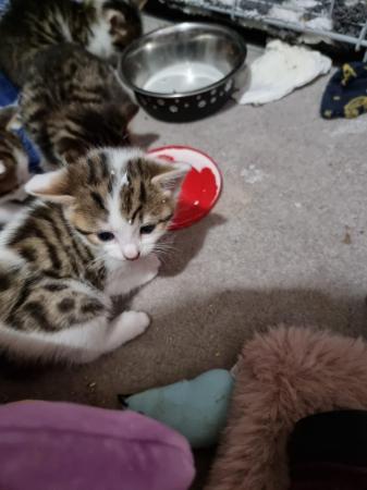 Image 6 of 3 stunning kittens for sale 2 males and 1 female.
