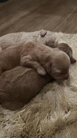 Image 5 of Beautiful Poochon puppies!