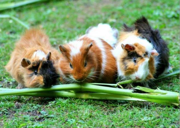 Image 2 of guinea pigs for sale ready now