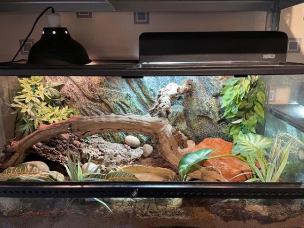 Image 6 of 4 year old Ball Python with Vivarium for sale