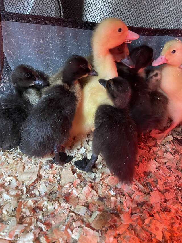Preview of the first image of day old ducklings mixed breed.