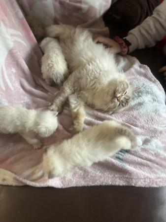 Image 3 of Last Affectionate lilac male Ragdoll kitten ready now!