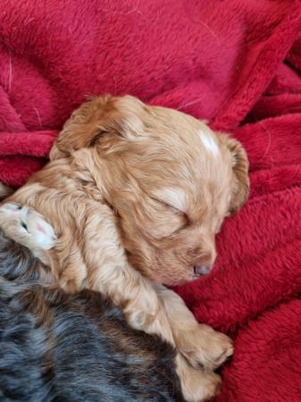 F1 Cockapoo puppies (health tested parents) for sale in North Benfleet, Essex